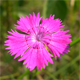 Dianthus seguieri